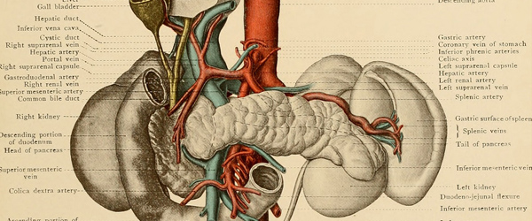 An anatomical guide to making your college decision