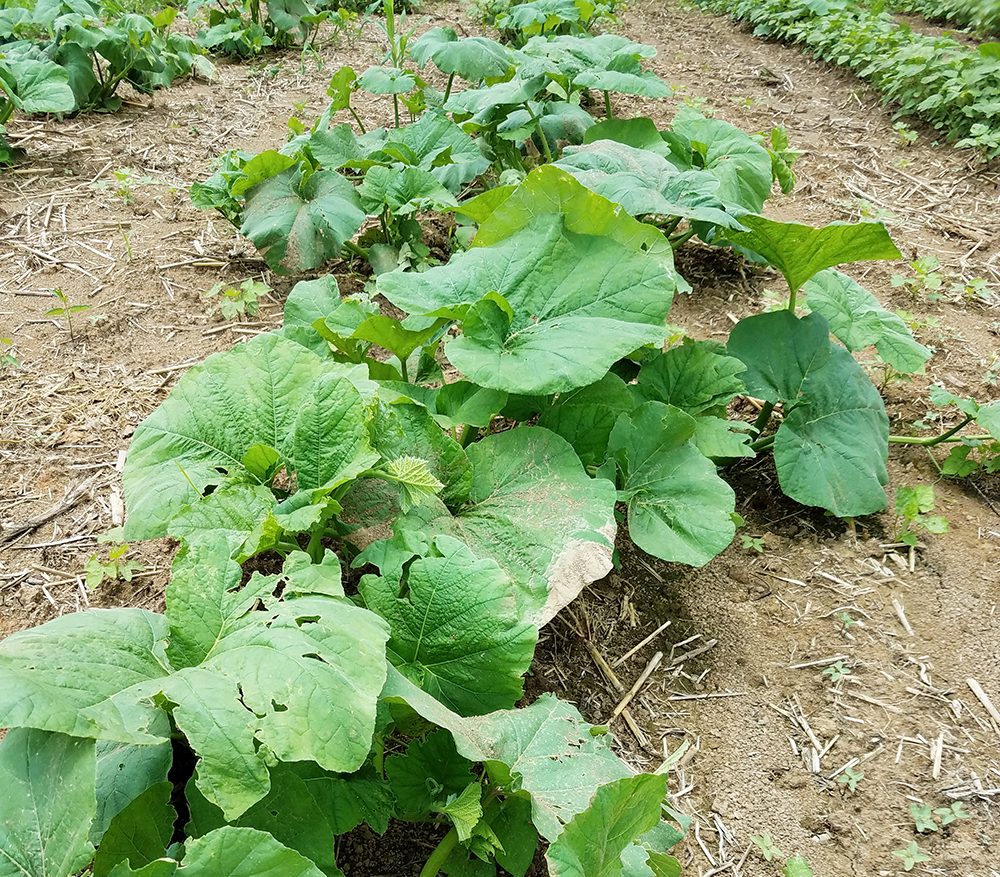 Pumpkin vine