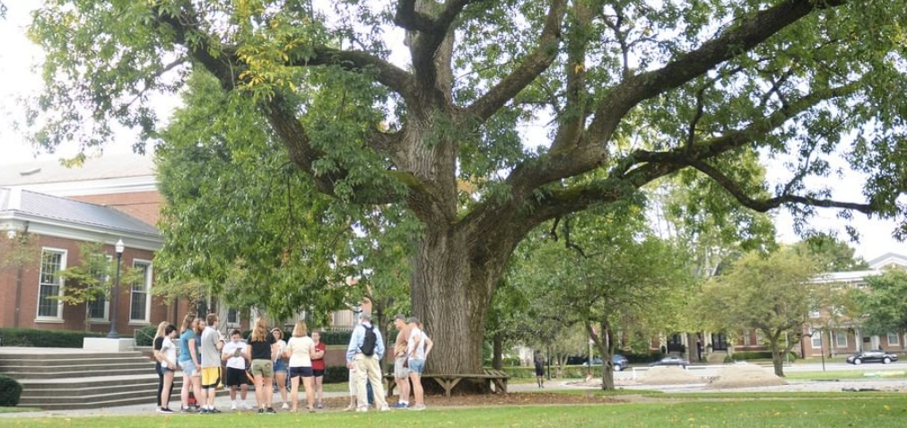 tree tour