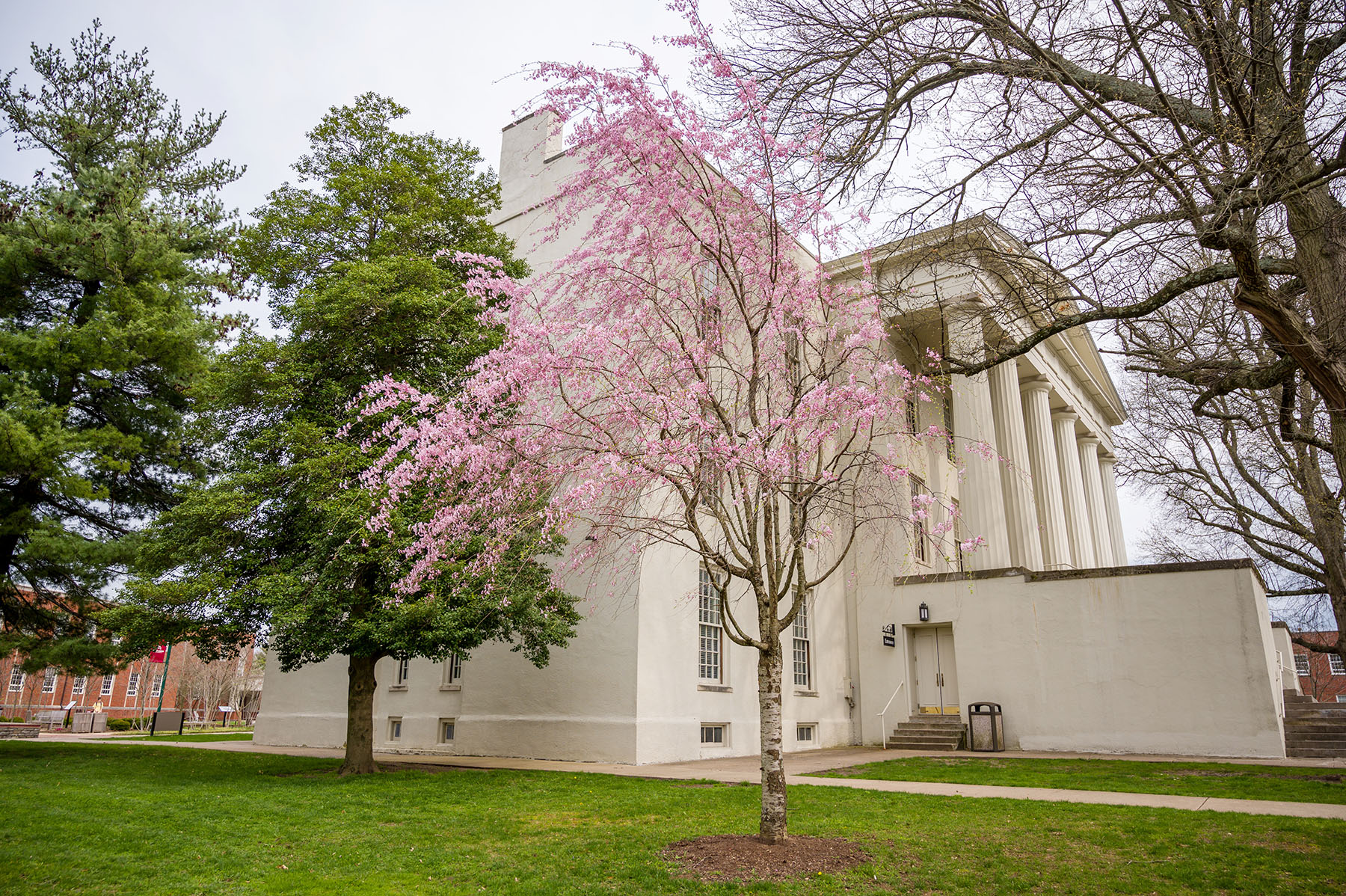 Transylvania University's Old Morrison in Spring