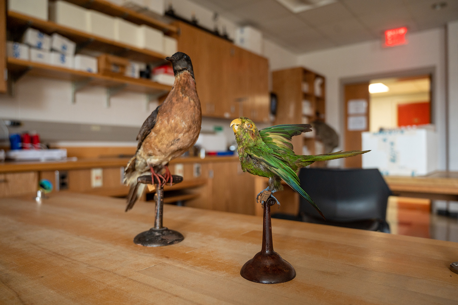 Transylvania alumnus funds trip to taxidermist for extinct birds in school’s Moosnick collection