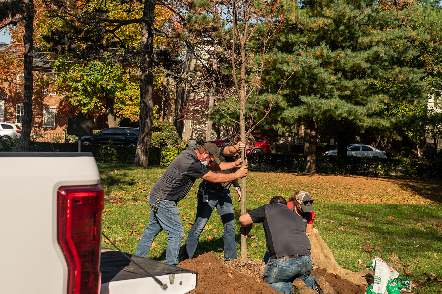 Transylvania receives tree donation trough Plant for the Planet program