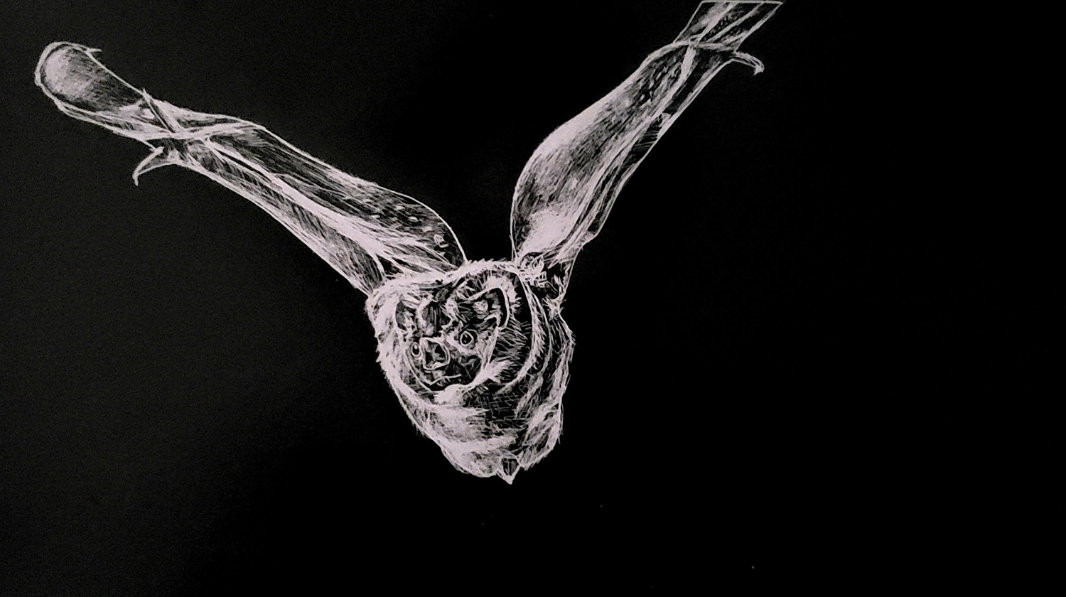 Transylvania flying bat art video highlights value of interdependence