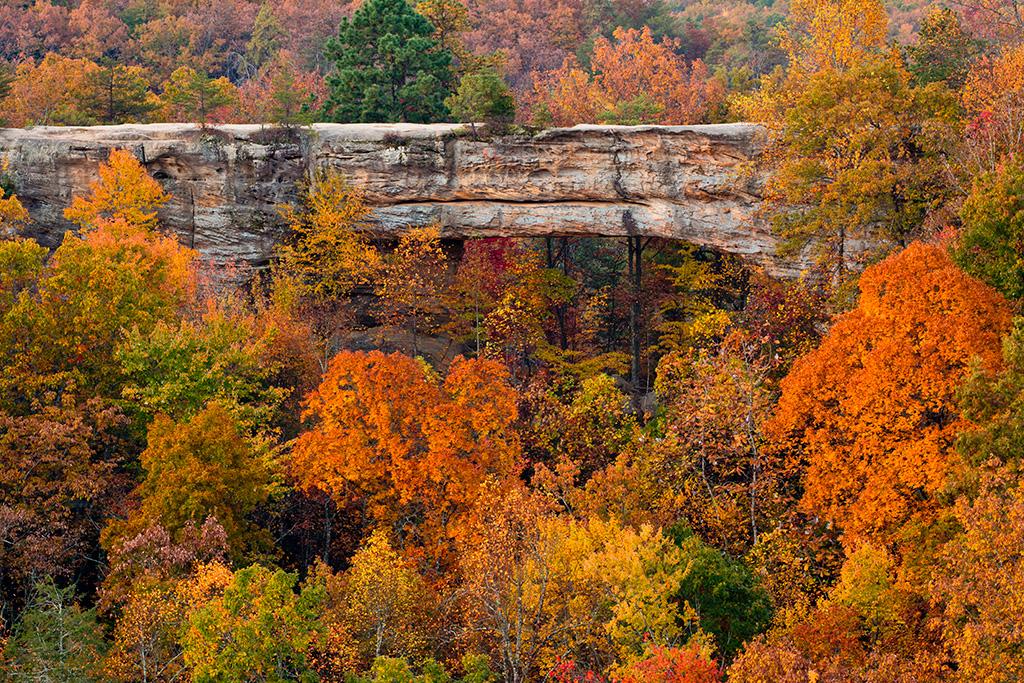 natural bridge and trees