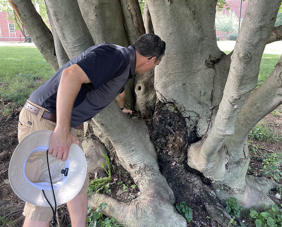 Transylvania landscaping improvements to include erosion prevention, removal of dying beech