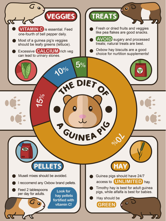Infographic on guinea pig diet showing a pie chart breakdown of 70% hay, 15% veggies, 10% pellets, and 5% treats
