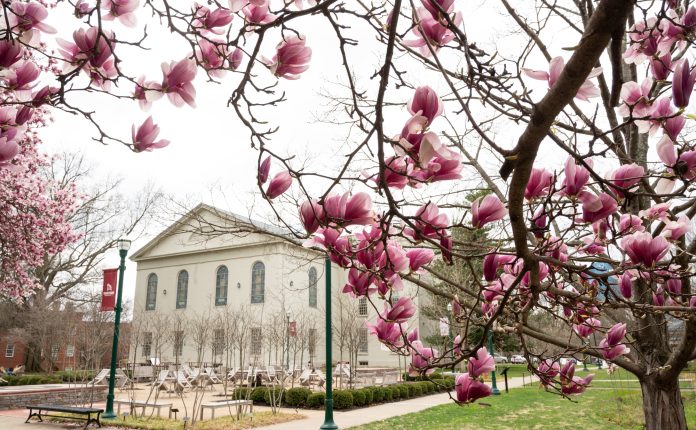 spring flower blossoms on tree, alumni plaza and old morrison in background