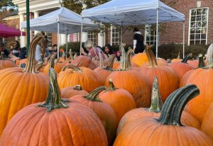pumpkins lined up to be carved