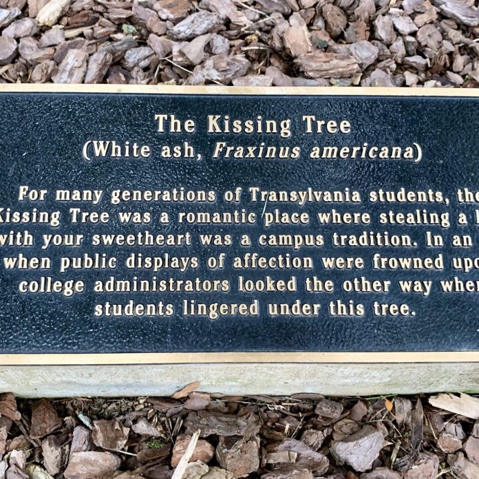 plaque in front of the Kissing Tree | (White ash, Fraximus americana)