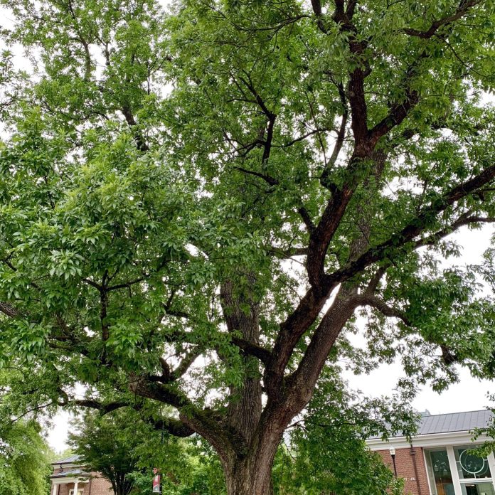 the kissing tree