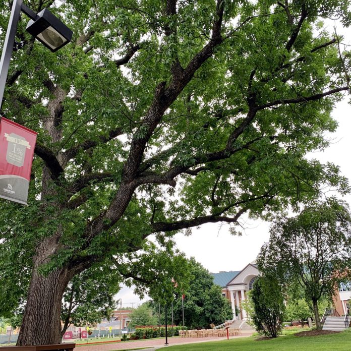 the kissing tree