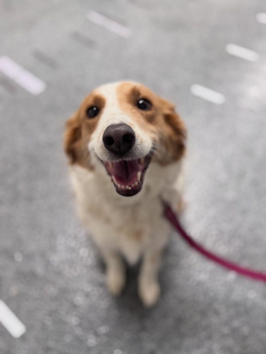A tan and white dog looking up at the camera with an open-mouthed, happy expression