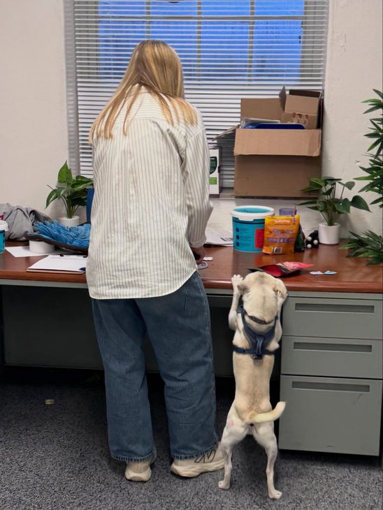 A small dog stands on its hind legs with paws on a desk beside a researcher in the dog lab