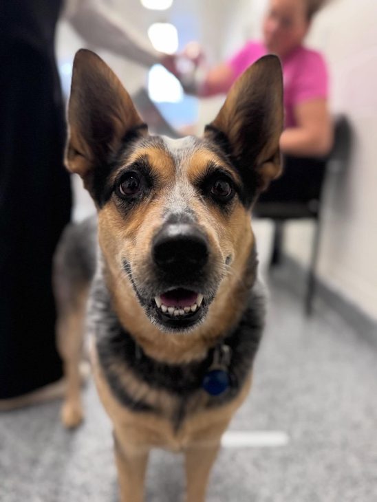 Close-up of an Australian Cattle Dog looking attentively at the camera with erect ears