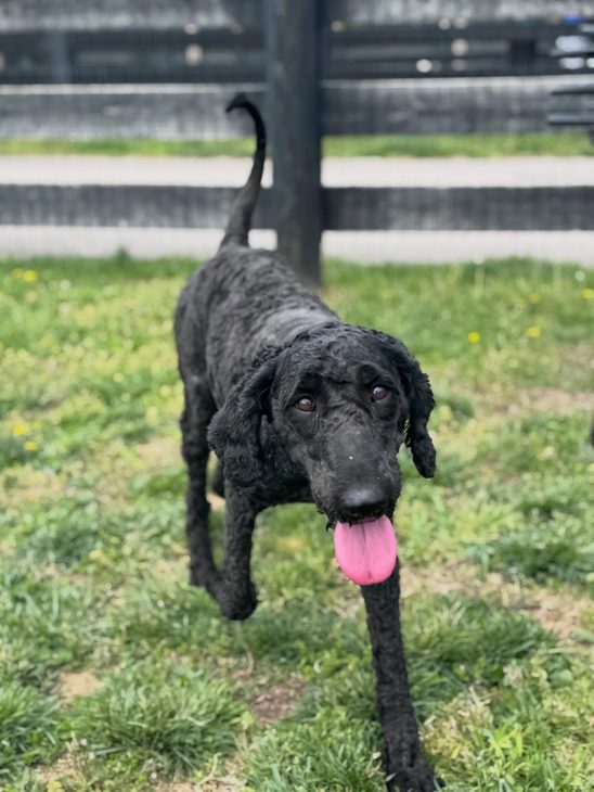 A black curly-coated dog walks across a grassy yard toward the camera with its tongue sticking out