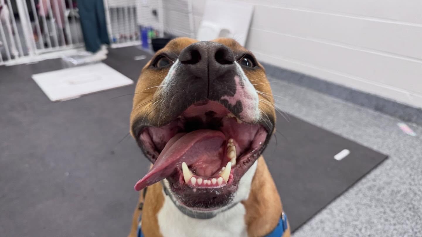 Close-up of a happy brown and white dog looking directly at the camera with its mouth open and tongue sticking out