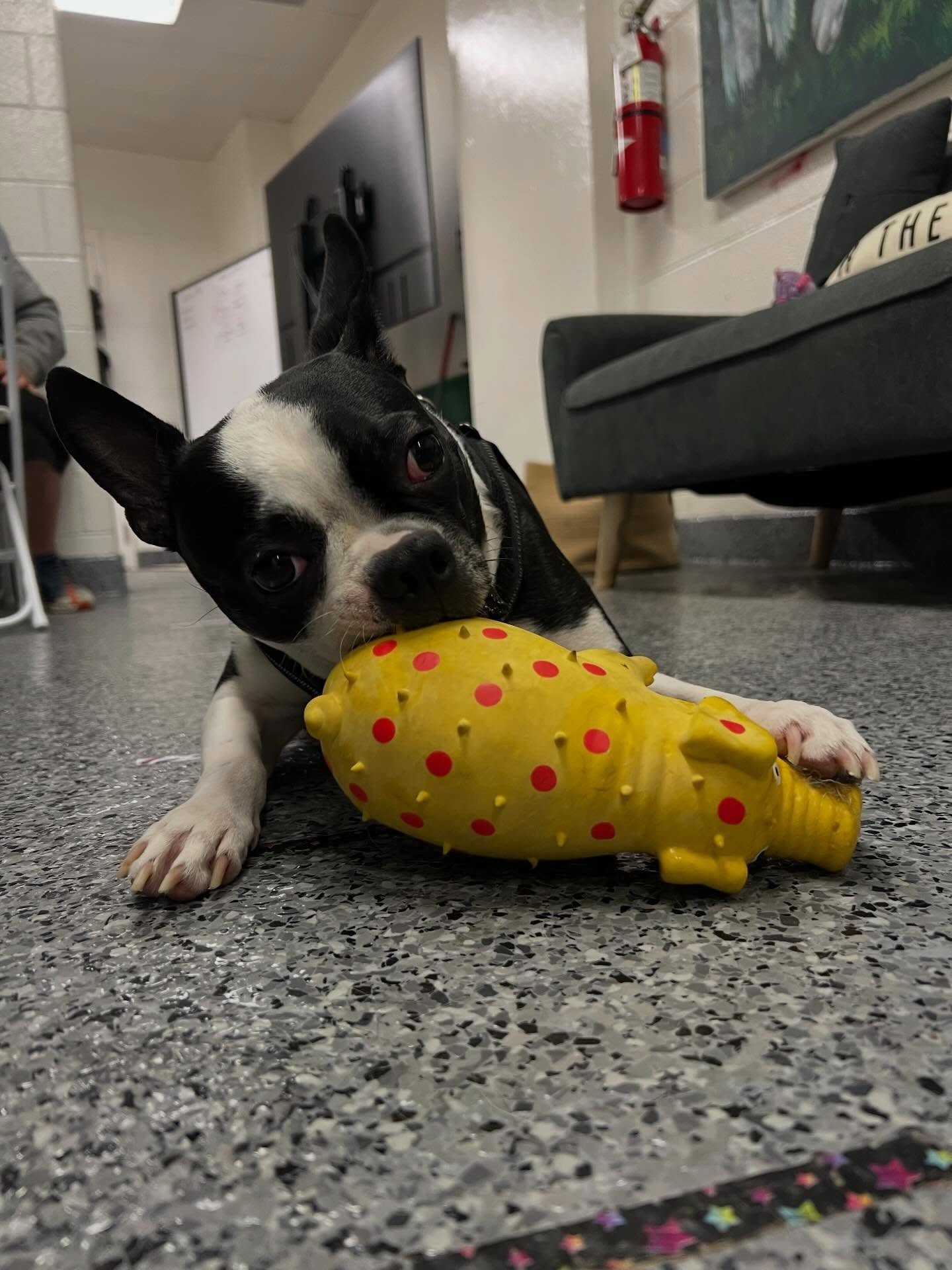 A black and white Boston Terrier lies on the floor holding a yellow spiked rubber toy in its mouth