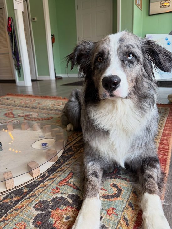 Blue merle Australian Shepherd lying on a rug next to a circular cognitive testing apparatus