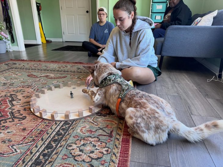 A speckled dog reaches its paw onto a circular testing apparatus while a researcher sits nearby watching