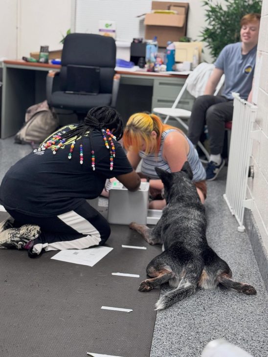 Two researchers kneel on the floor working on a treat box while a blue heeler lies watching them