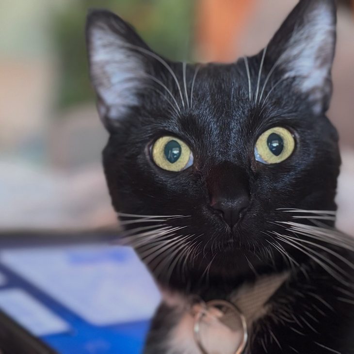 Close-up of a black cat with wide yellow eyes looking directly at the camera